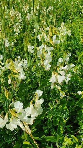 Image of Lathyrus pallescens by (c) Анна Митрошенкова, some rights reserved (CC BY)