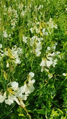 Lathyrus pallescens