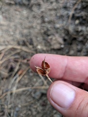 Crocus angustifolius