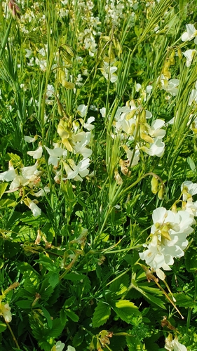 Image of Lathyrus pallescens by (c) Анна Митрошенкова, some rights reserved (CC BY)