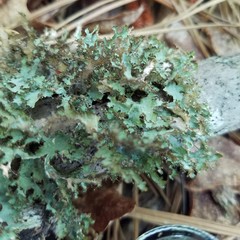 Tuckermanopsis ciliaris