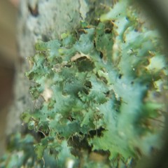 Tuckermanopsis ciliaris