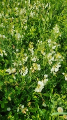 Lathyrus pallescens