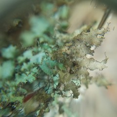 Tuckermanopsis ciliaris