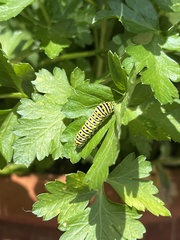 Papilio polyxenes