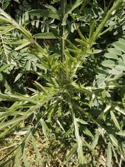 Cirsium decussatum
