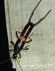 Spongiphora buprestoides