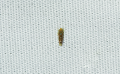 Erythroneura rubra