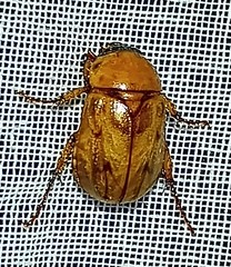 Cyclocephala lunulata