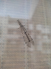 Distoleon tetragrammicus