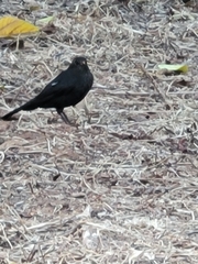 Turdus merula