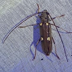 Pantomallus fuligineus