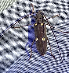 Pantomallus fuligineus