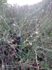 Polygonum equisetiforme