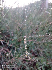 Polygonum equisetiforme