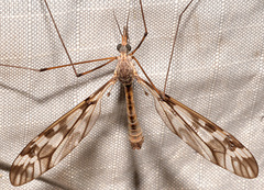 Tipula trivittata