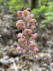 Pyrola aphylla