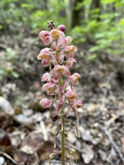 Pyrola aphylla