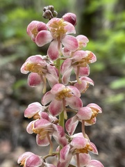 Pyrola aphylla