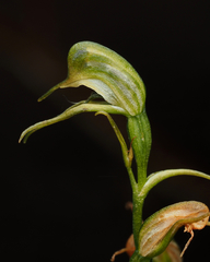 Pterostylis daintreana