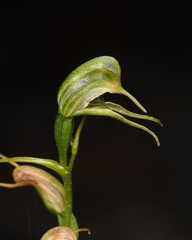 Pterostylis daintreana