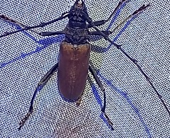 Juiaparus mexicanus