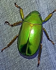 Chrysina luteomarginata