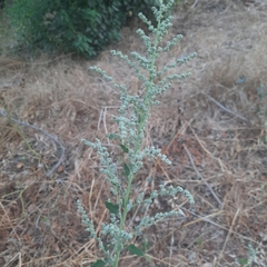 Chenopodium opulifolium