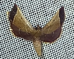 Hypsopygia amoenalis