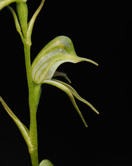 Pterostylis daintreana