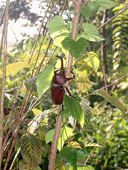 Trypoxylus dichotomus tsunobosonis