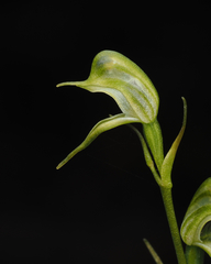 Pterostylis daintreana