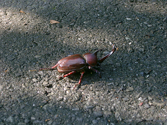 Trypoxylus dichotomus tsunobosonis