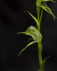 Pterostylis daintreana