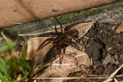 Trochosa ruricoloides