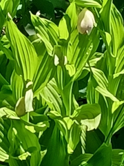 Cypripedium reginae
