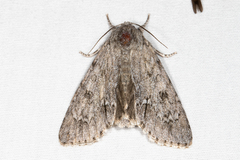 Acronicta americana