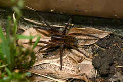 Trochosa ruricoloides