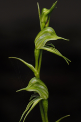 Pterostylis daintreana