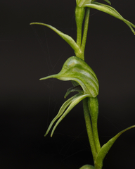Pterostylis daintreana