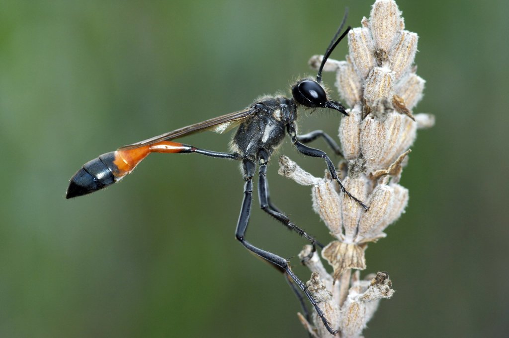 Red Banded Sand Wasp