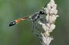 Red-belted Sand Wasp - Photo (c) Jean-Raphaël Guillaumin, some rights reserved (CC BY-SA)