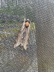 Sphinx poecila