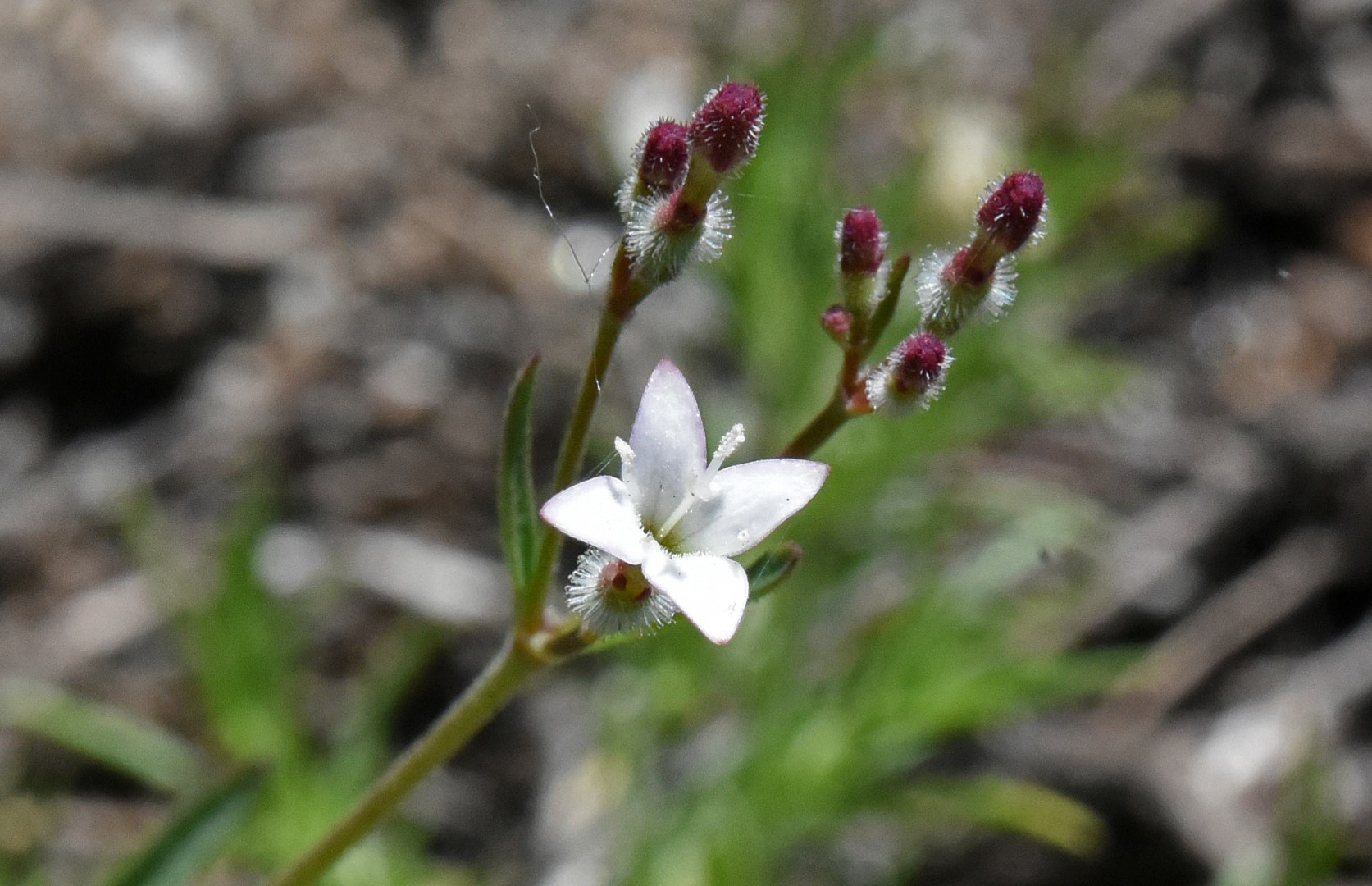 Kelloggia galioides