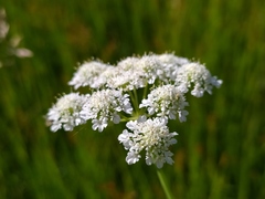 Oenanthe peucedanifolia