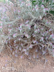 Echium angustifolium