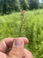 Juncus interior