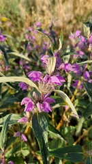 Phlomis herba-venti