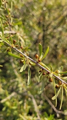 Rhamnus erythroxyloides