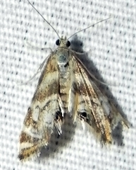 Petrophila canadensis